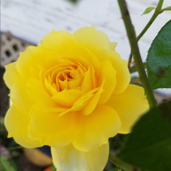 Meet your Posher, Tammy - Picture 1 of 1